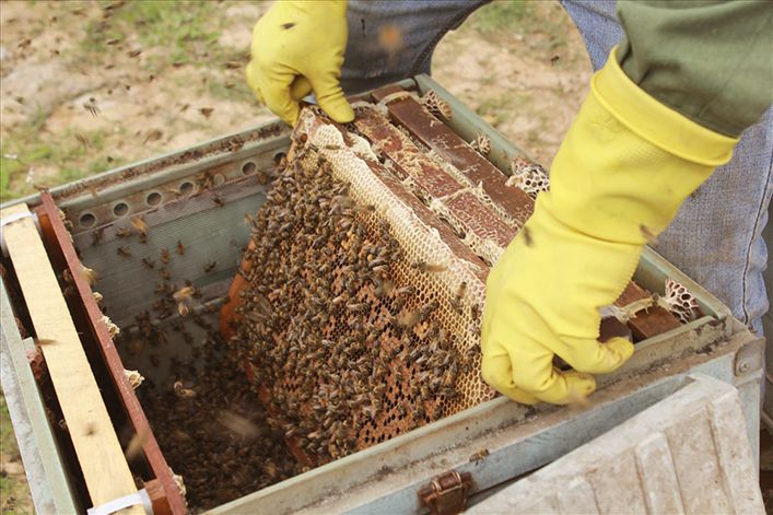 Thu hoạch mật ong nhãn 2015