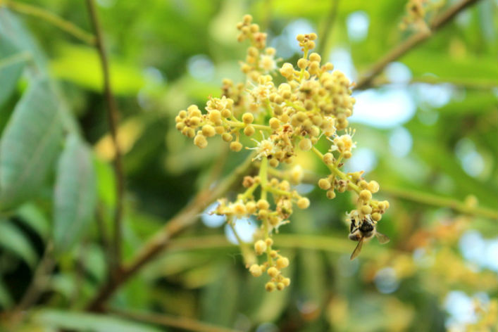 Khi nào mật ong hoa nhãn Hưng Yên vào chính vụ