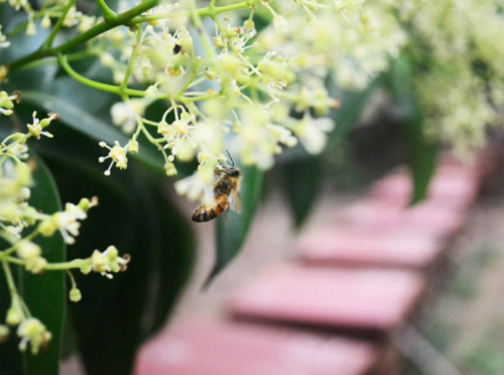 Mật ong hoa vải(1)