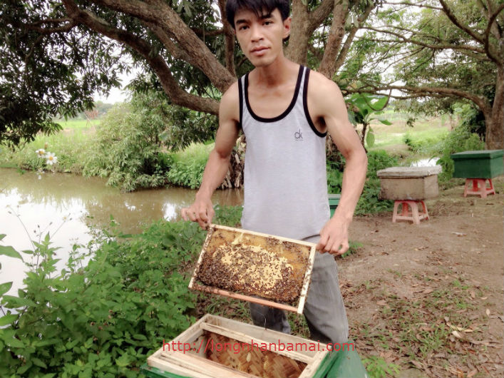Mùa ong làm mật ở Hưng Yên-2