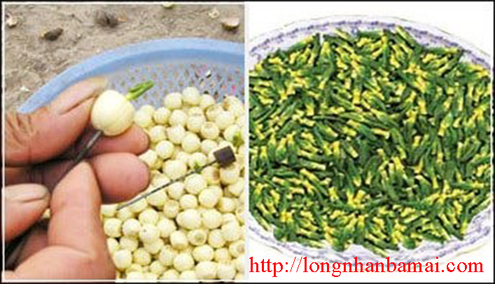 Giới thiệu nghề sơ chế hạt sen ở Hưng Yên